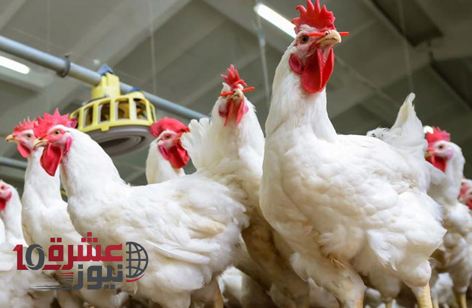 ارتفاع أسعار الدواجن والبيض اليوم في مصر.. تفاصيل الزيادات
